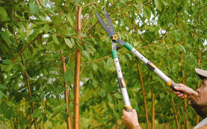Tree trimming in Fairbury, IL